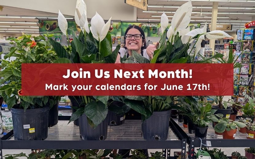 hardware store employee peeking out from a plant